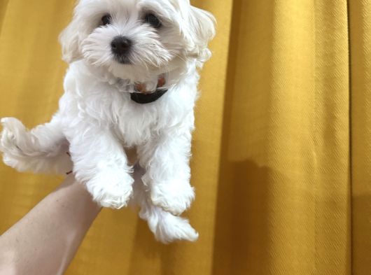 Maltese Terrier görsel