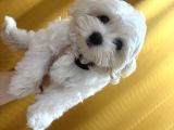 Maltese Terrier