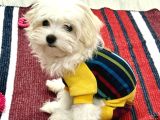 Maltese Terrier