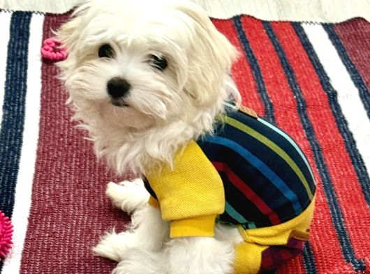 Maltese Terrier görsel