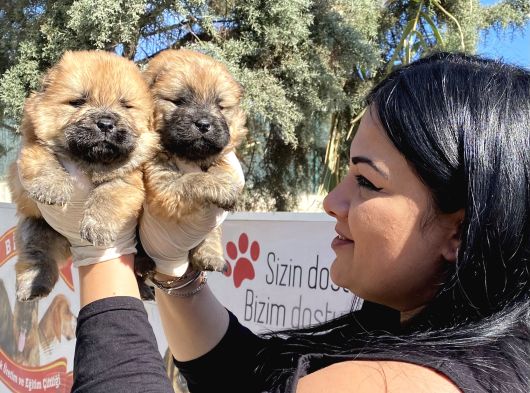 Safkan Çi̇n Aslani Yavrularim görsel