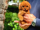 KORE TOY POODLE