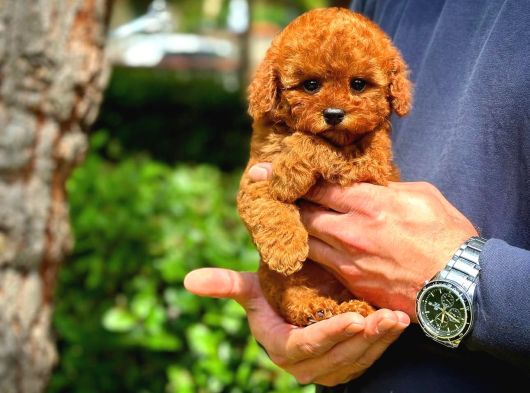Kore Toy Poodle