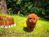 Kore Toy Poodle