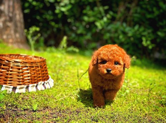 Kore Toy Poodle görsel