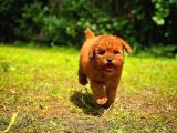 Kore Toy Poodle