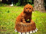 Kore Toy Poodle