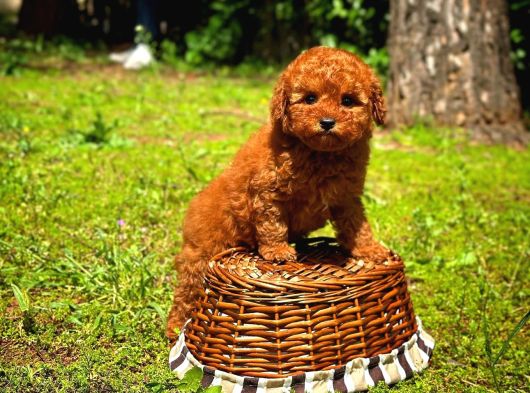 Kore Toy Poodle görsel