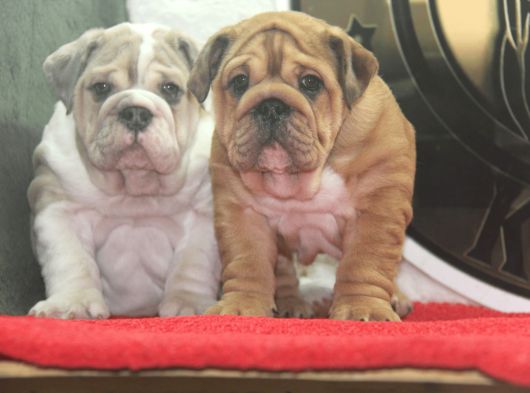Üst Düzey İngi̇li̇z Buldog Yavrular görsel