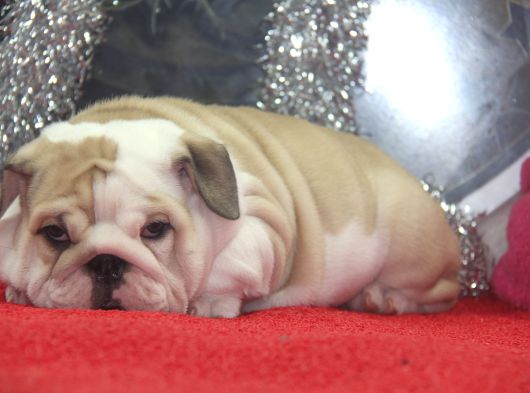 Üst Düzey İngi̇li̇z Buldog Yavrular görsel