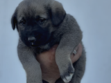 A Kali̇te Kangal Yavrular