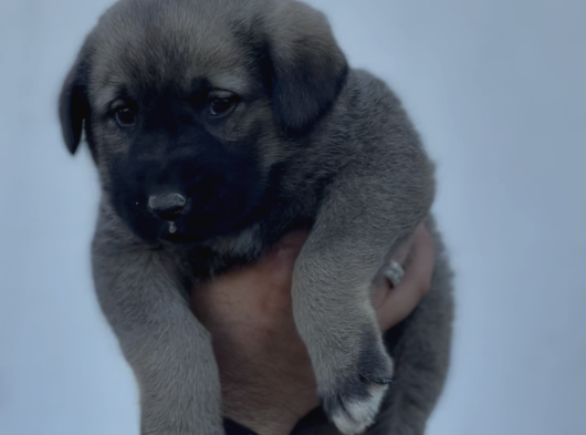 A Kali̇te Kangal Yavrular görsel