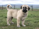 A KALİTE KANGAL YAVRULAR