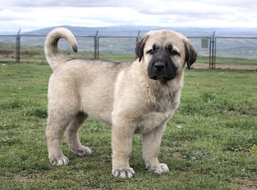 A Kali̇te Kangal Yavrular