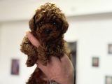 Petmode Köpek Çiftliğinden Tea Cup Kore Poodle