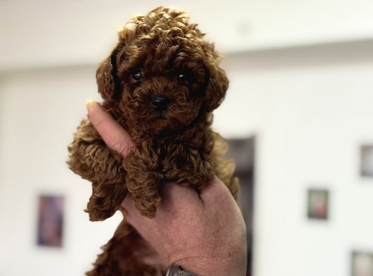 Petmode Köpek Çiftliğinden Tea Cup Kore Poodle görsel