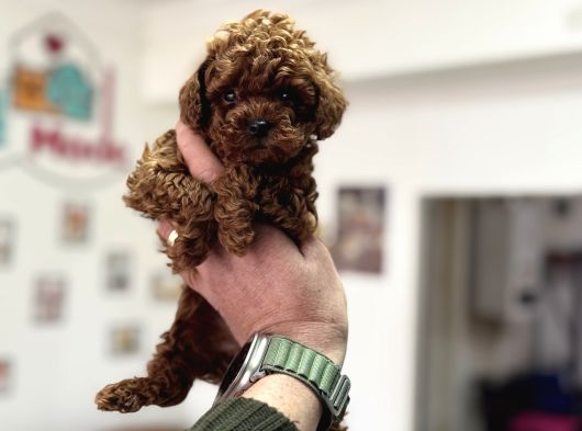 Petmode Köpek Çiftliğinden Tea Cup Kore Poodle görsel