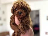 Petmode Köpek Çiftliğinden Tea Cup Kore Poodle