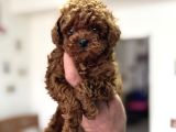 Petmode Köpek Çiftliğinden Tea Cup Kore Poodle