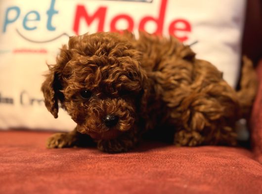 Petmode Köpek Çiftliğinden Tea Cup Kore Poodle görsel