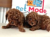 Petmode Köpek Çiftliğinden Tea Cup Kore Poodle