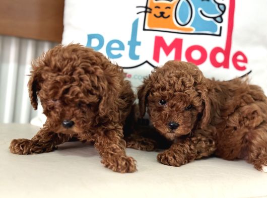 Petmode Köpek Çiftliğinden Tea Cup Kore Poodle görsel