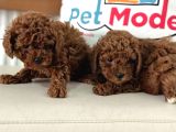 Petmode Köpek Çiftliğinden Tea Cup Kore Poodle