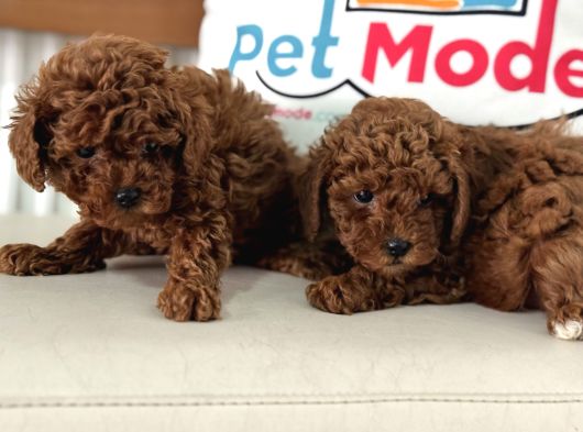 Petmode Köpek Çiftliğinden Tea Cup Kore Poodle görsel