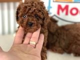Petmode köpek çiftliğinden tea cup kore poodle