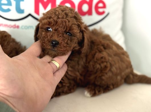 Petmode Köpek Çiftliğinden Tea Cup Kore Poodle görsel