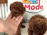 Petmode Köpek Çiftliğinden Tea Cup Kore Poodle