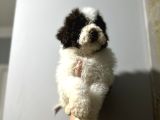 Lagotto bebekler