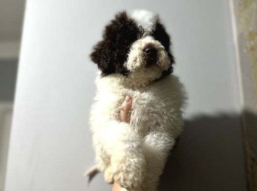 Lagotto Bebekler