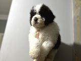 Lagotto Bebekler