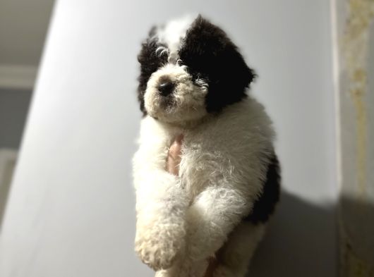 Lagotto Bebekler görsel
