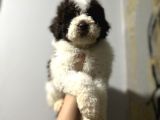 Lagotto Bebekler