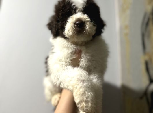 Lagotto Bebekler görsel