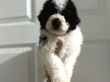 Normaline göre küçük lagotto bebekler