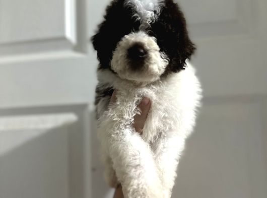 Normaline Göre Küçük Lagotto Bebekler