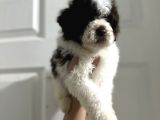 Normaline Göre Küçük Lagotto Bebekler