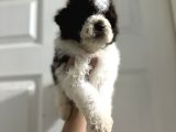 Normaline Göre Küçük Lagotto Bebekler