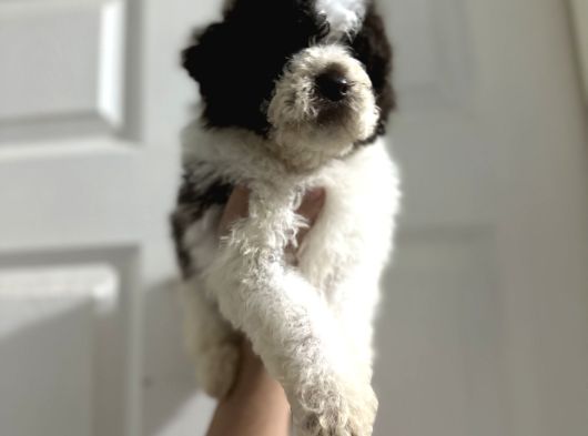 Normaline Göre Küçük Lagotto Bebekler görsel