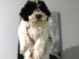 Lagotto Bebekler