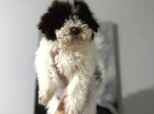 Lagotto Bebekler görsel