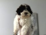 Lagotto Bebekler