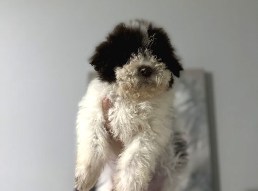 Lagotto Bebekler görsel