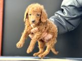 Petmode Köpek Çifrliğinden Maltipoo Yavrularımız
