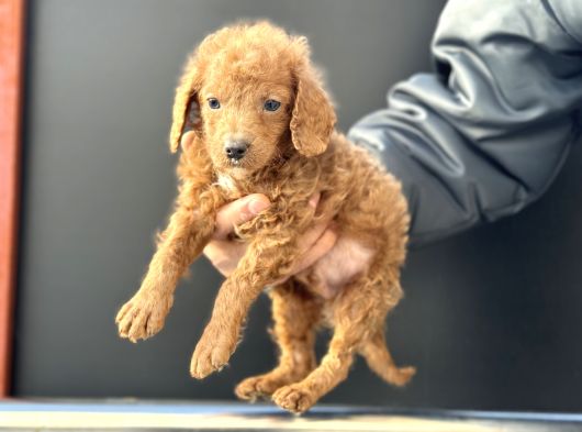 Petmode Köpek Çifrliğinden Maltipoo Yavrularımız görsel