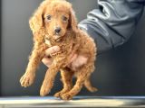 Petmode Köpek Çifrliğinden Maltipoo Yavrularımız