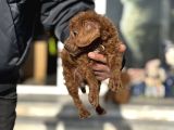 Petmode Köpek Çifrliğinden Maltipoo Yavrularımız